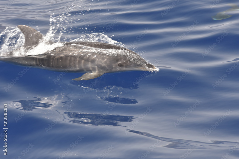 Naklejka premium Delphin