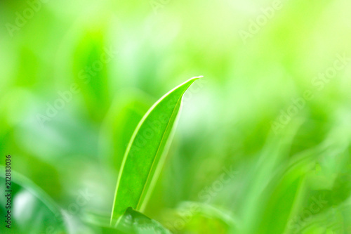 Closeup nature view of green leaf in garden at summer under sunlight Natural green plants landscapeusing