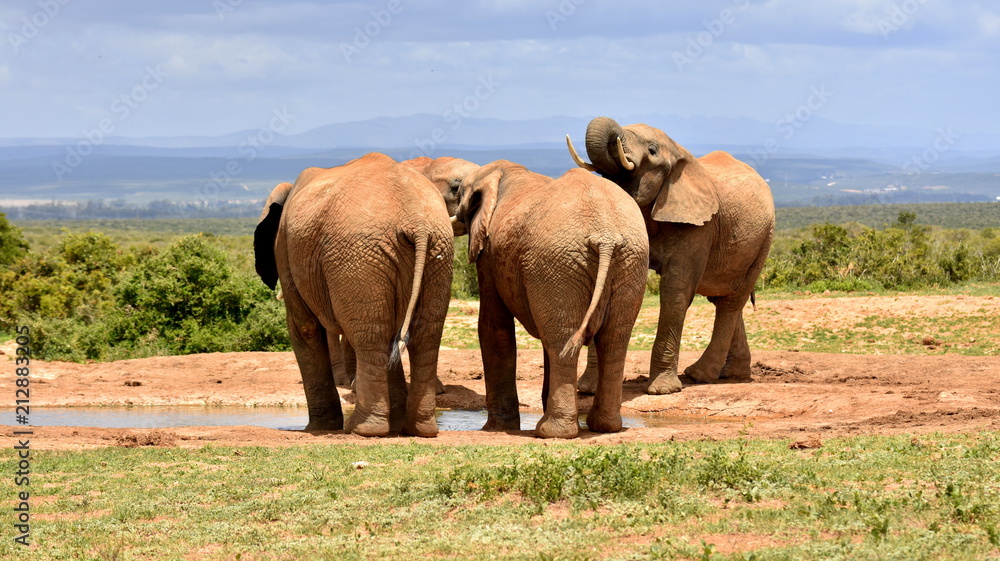 Fototapeta premium Elefant
