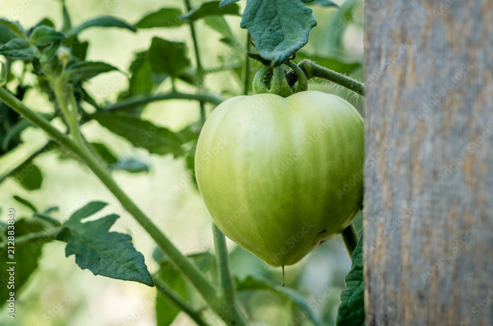 Close up of Unripe green tomato on the bush in the garden Close up of Unripe green tomato on the bush in the garden