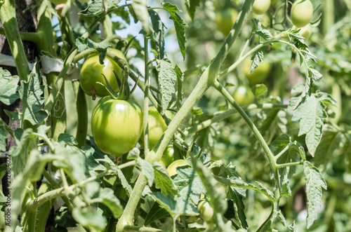 Unripe tomatoes on the bush in the garden