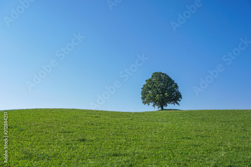 A single treeona meadow in front of blue sky.