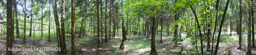 deciduous forest with breaking rays of the summer sun