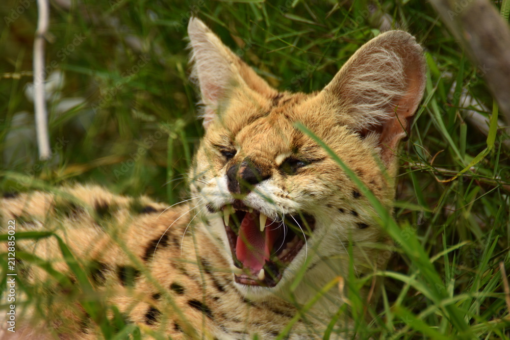 Serval in Südafrika Serval in Südafrika