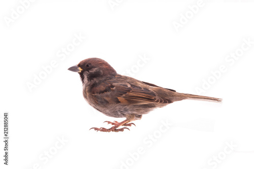 sparrow isolated