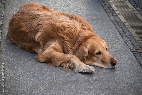 Lazy or Tired Dog on the Sidewalk