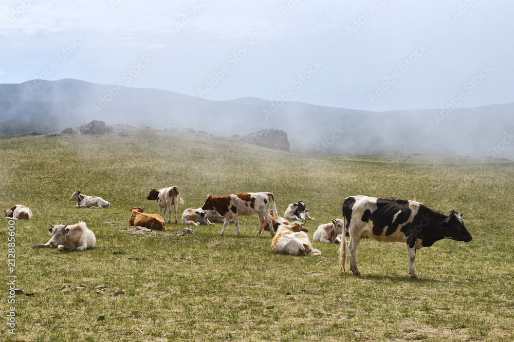 a herd of cows in the fog a herd of cows in the fog