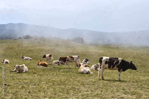 a herd of cows in the fog