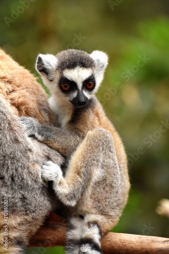 Lemur © Sarah