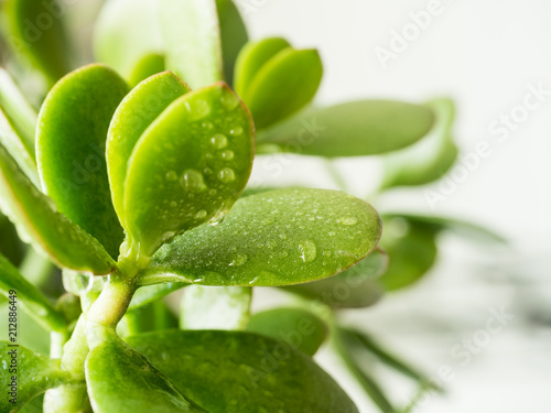 The leaves of crassula crassula with water drops, Selective focus © Elenglush