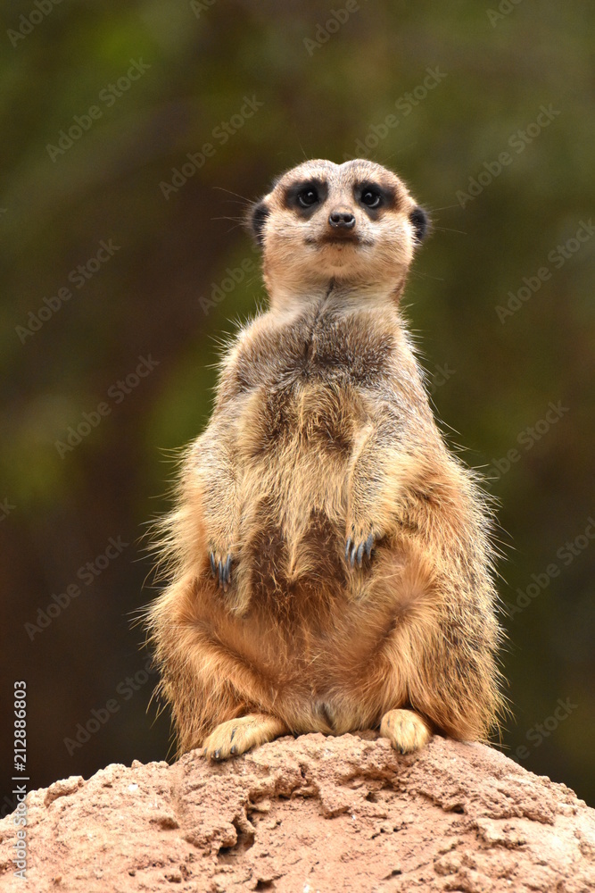 Erdmännchen Erdmännchen