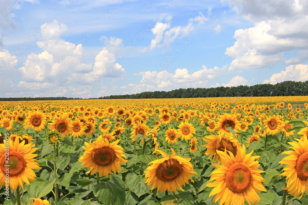 Fototapeta premium summer riot in the field of sunflowers