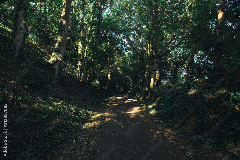 Obraz premium Empty asphalt country road passing through green forests and villages. Summer countryside landscape in the region of Normandy, France. Recreation, nature, holidays, travel and road network concept.