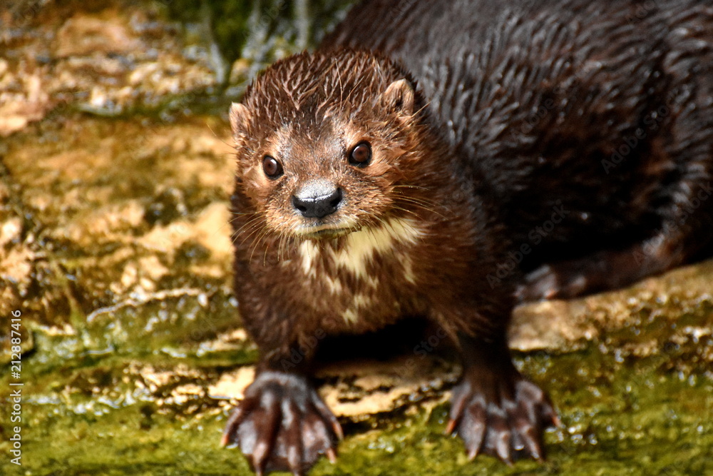 Fototapeta premium Otter
