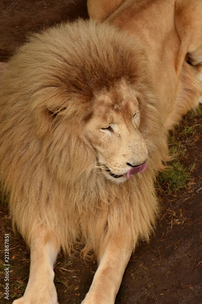 Obraz premium Löwe