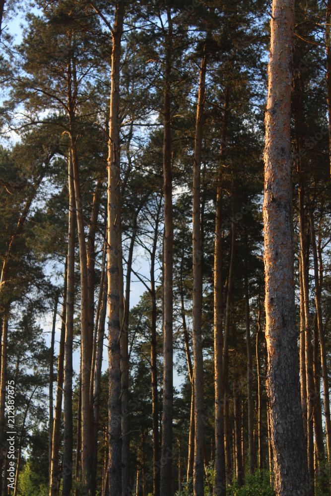 Obraz premium European forest