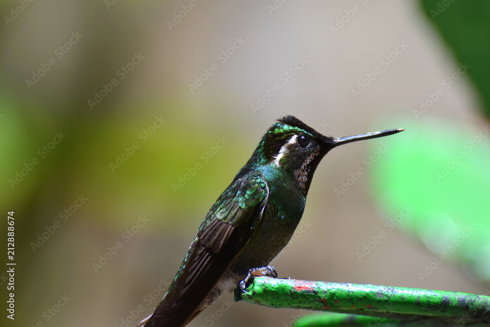 Fototapeta premium Kolibri