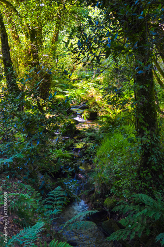 Small river falling through green forest full of vegetation. Pure nature © Jesus Barroso