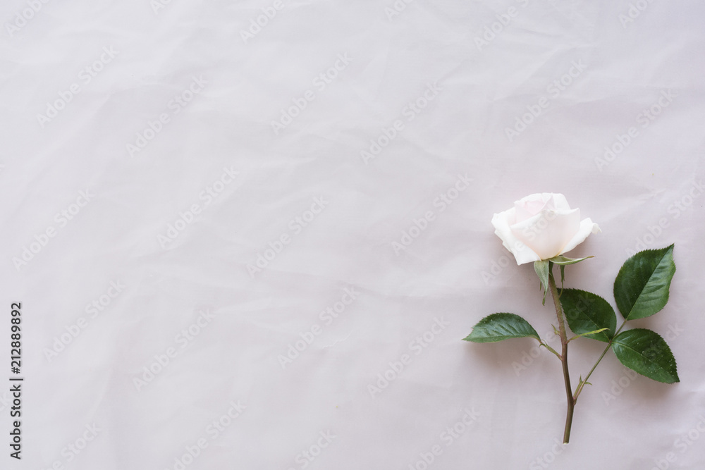 White rose on tender pink background