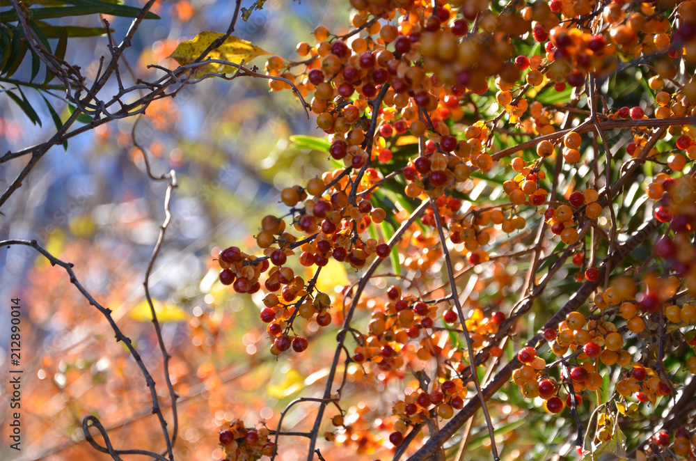 Beautiful winter berries at Fujieda. Beautiful winter berries at Fujieda.