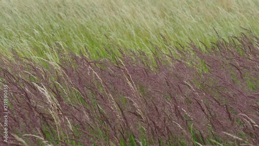 Blooming grasses in a meadow. Wind on the grass. Blooming grasses in a meadow. Wind on the grass.