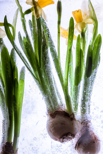 Fototapeta Naklejka Na Ścianę i Meble -  Narzisse in Eis 1