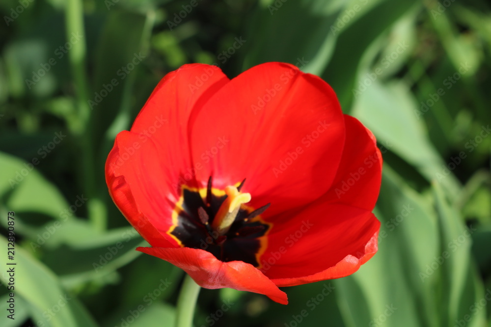 Tulip_red Tulip_red