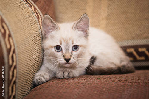 A funny gray kitten sits on the sofa and cute looks at you. © Sergey Khamidulin