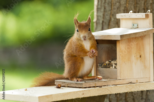 Tableau sur toile Eichhörnchen (Sciurus vulgaris),