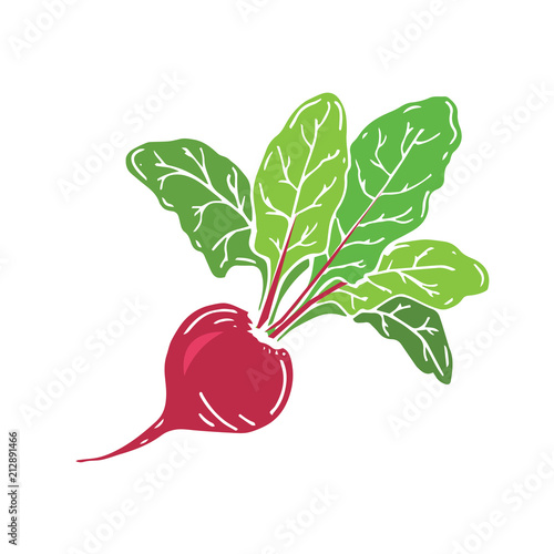 Fresh beet with leaf. Vector illustration.  Juicy beetroot. vegetable. Organic food.