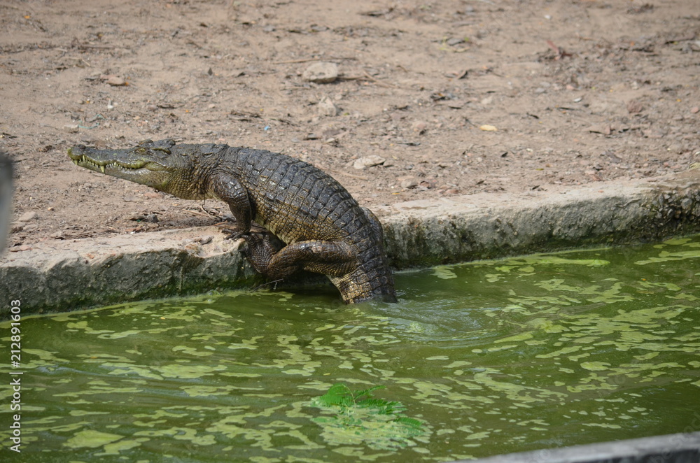 asia crocodile alligator sharp teeth danger