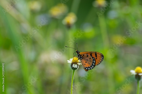 Brown Butterfly on the flower, Orange with black dotted butterfly on the flower