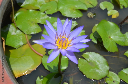 water flower blue lotus asia