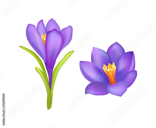 Crocus Springtime Flowers, Blooming Purple Buds