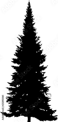 high straight fir silhouette black illustration