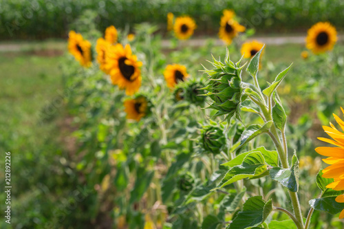 sonnenblumen Feld