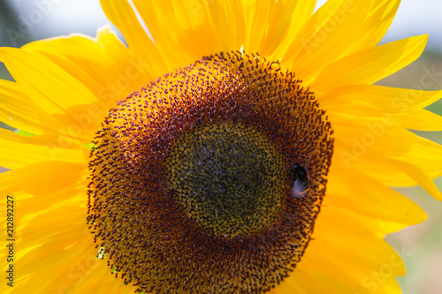 sonnenblume