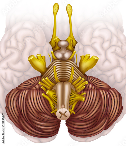 Schematic and descriptive illustration of the human brain stem. photo