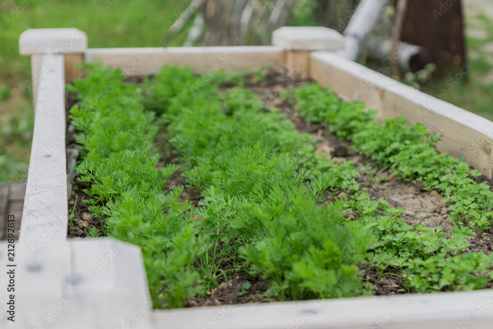 growing fresh dill and parsley in the vegetable garden, close up