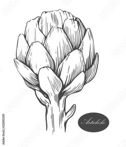 Artichoke logo. Organic food. Organic botanical design template. Hand drawn Vector illustration
