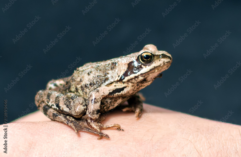 Obraz premium Slim, reddish-brown Moor frog (Rana arvalis) sitting on a man's hand. This semiaquatic amphibian is a member of the family Ranidae, or true frogs.