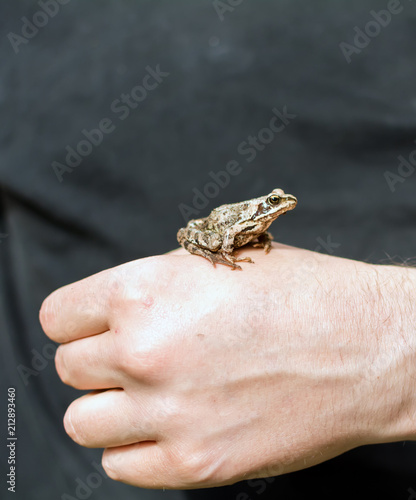 Slim, reddish-brown Moor frog (Rana arvalis) sitting on a man's hand. This semiaquatic amphibian is a member of the family Ranidae, or true frogs.