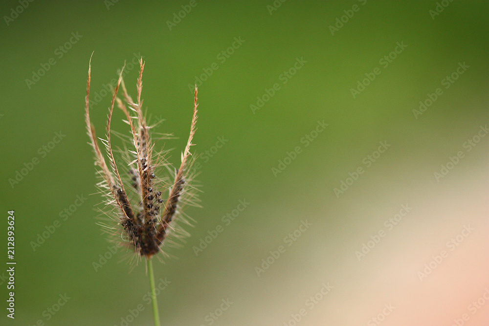selective focus of grass flower selective focus of grass flower