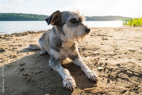 Obraz na płótnie dog on the beach