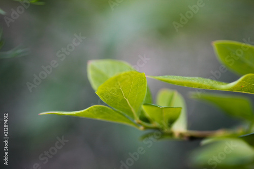 Close-up of branch of cherry tree with green leaves