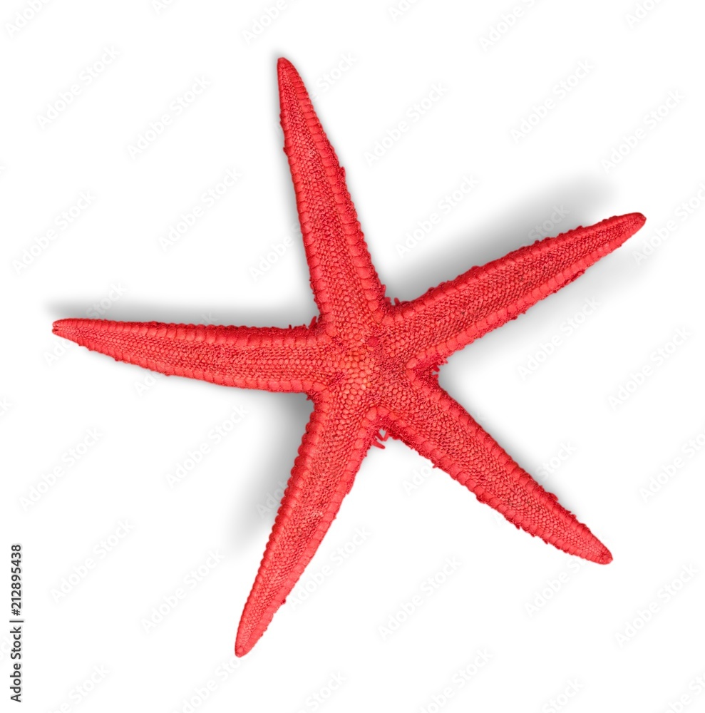 The Caribbean starfish Isolated The Caribbean starfish Isolated