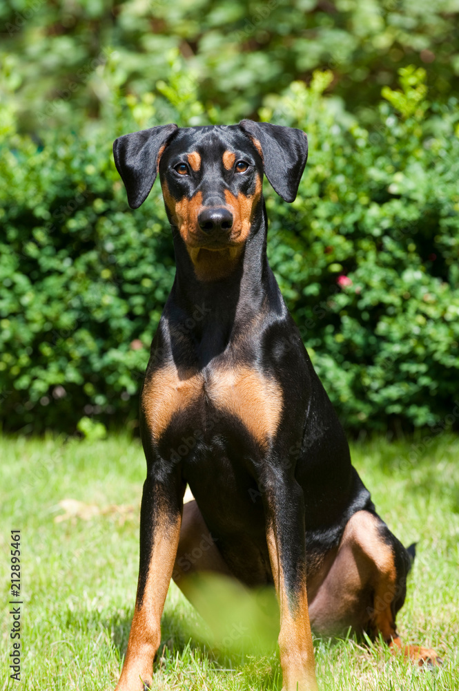 Deutscher Pinscher sitzt in einer Wiese