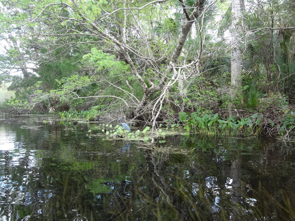 Swamp creek with trees and water Swamp creek with trees and water
