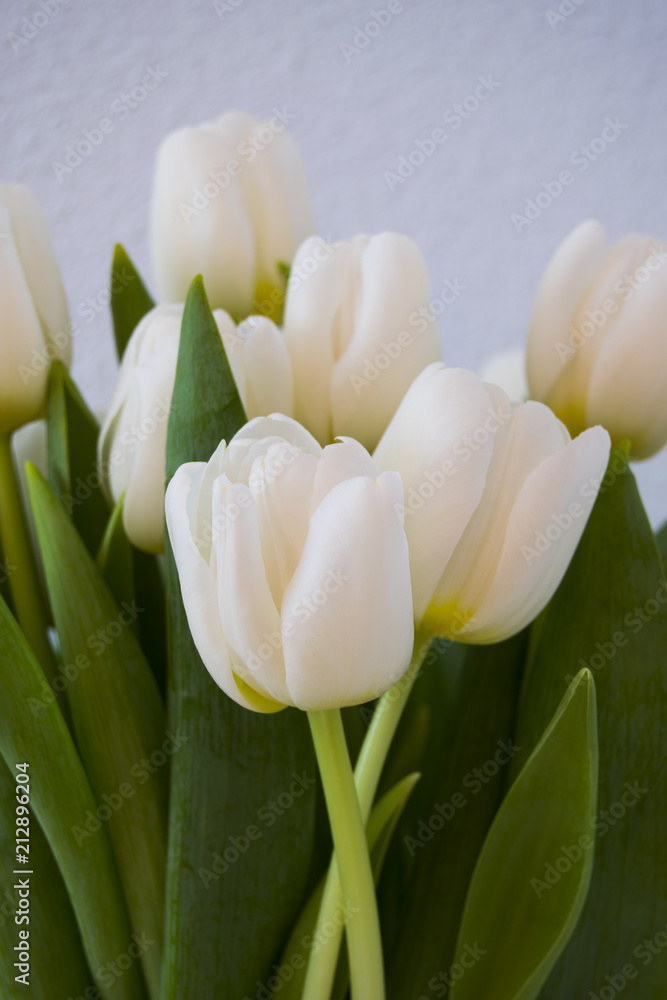 Fototapeta premium Tulipanes blancos
