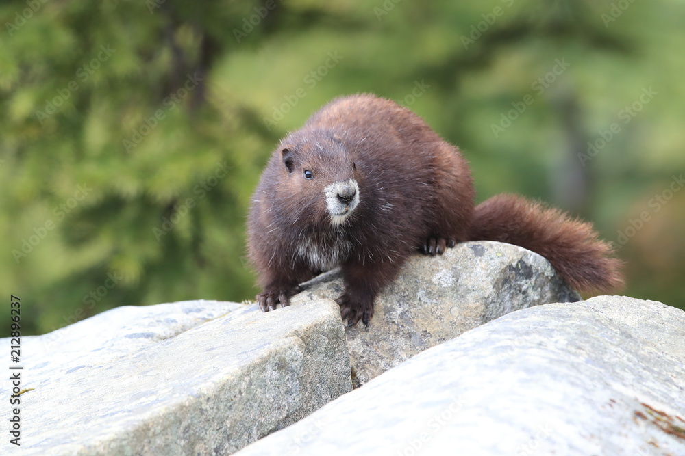 Mink marmot sales